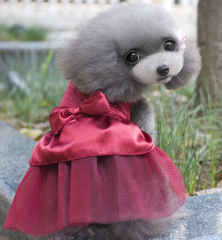Dog Party Dress