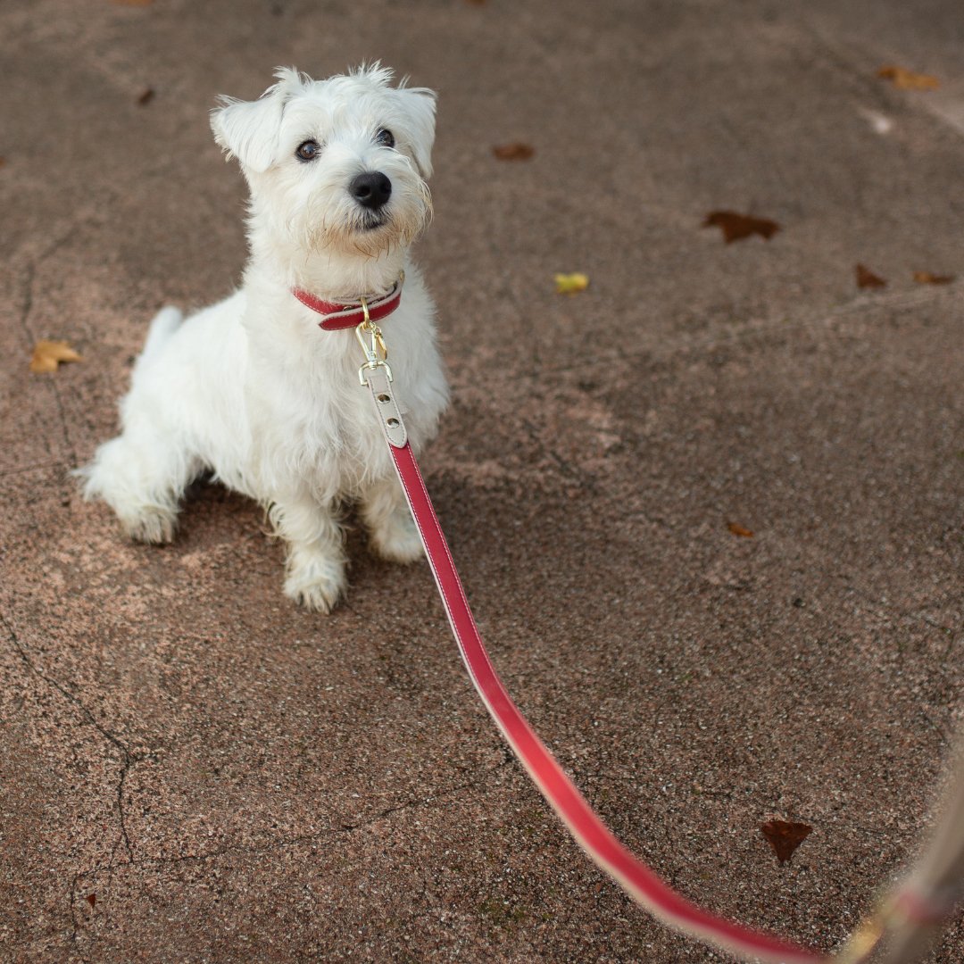 Leash 4ft - Vegan Leather - Copenhagen